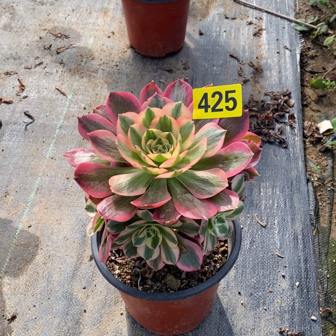 粉女郎多肉法师425