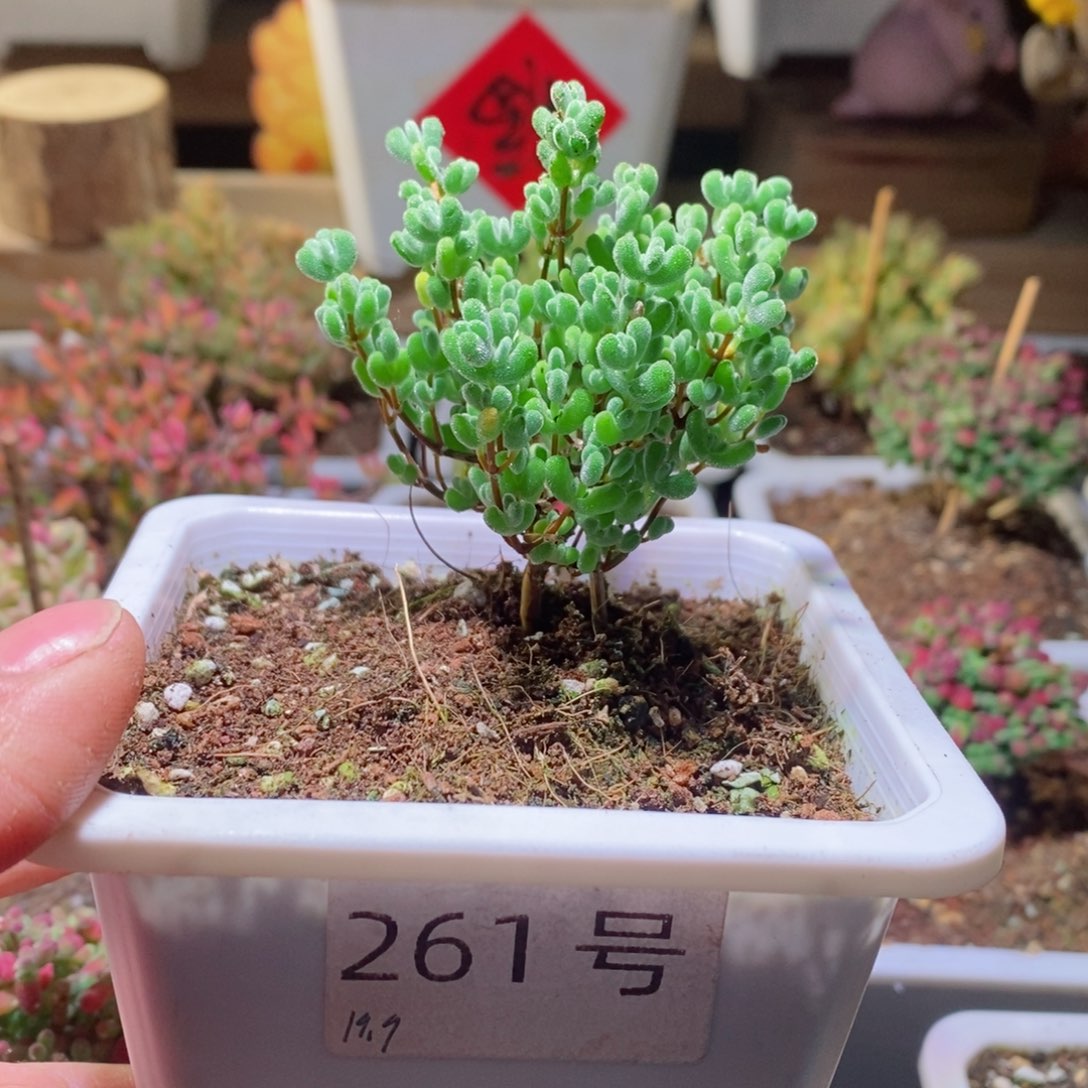 莱斯带盆土发货一物一拍