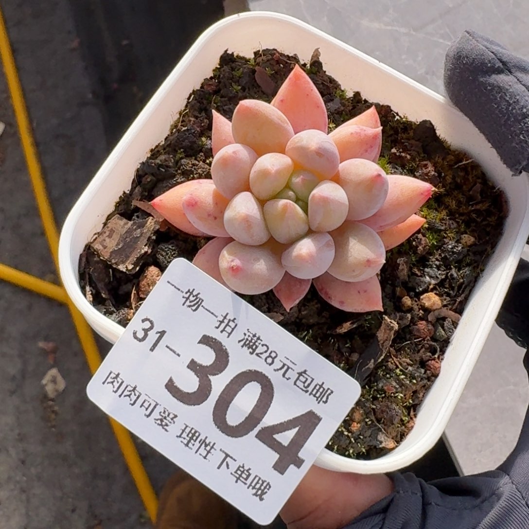 所罗门无盆土发货无