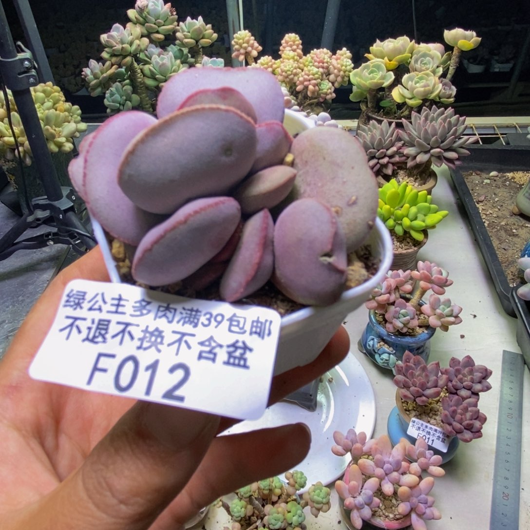 012小红蛋多肉4cm