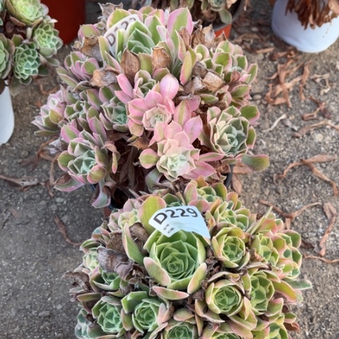 多肉植物男神妖月