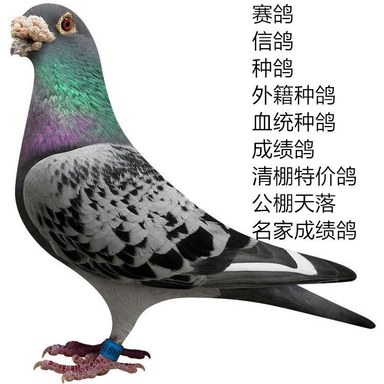 詹森信鸽种鸽直播间专用链接