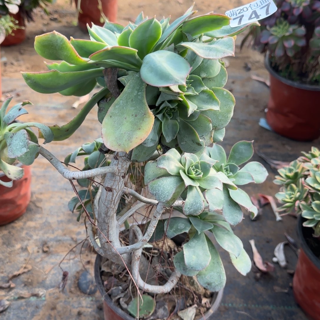 翡翠城747满20包邮断枝不包妖