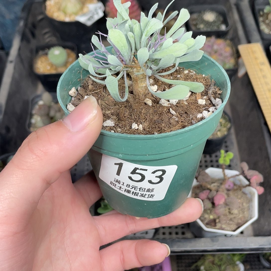 153黑鬼殿（满18包邮）