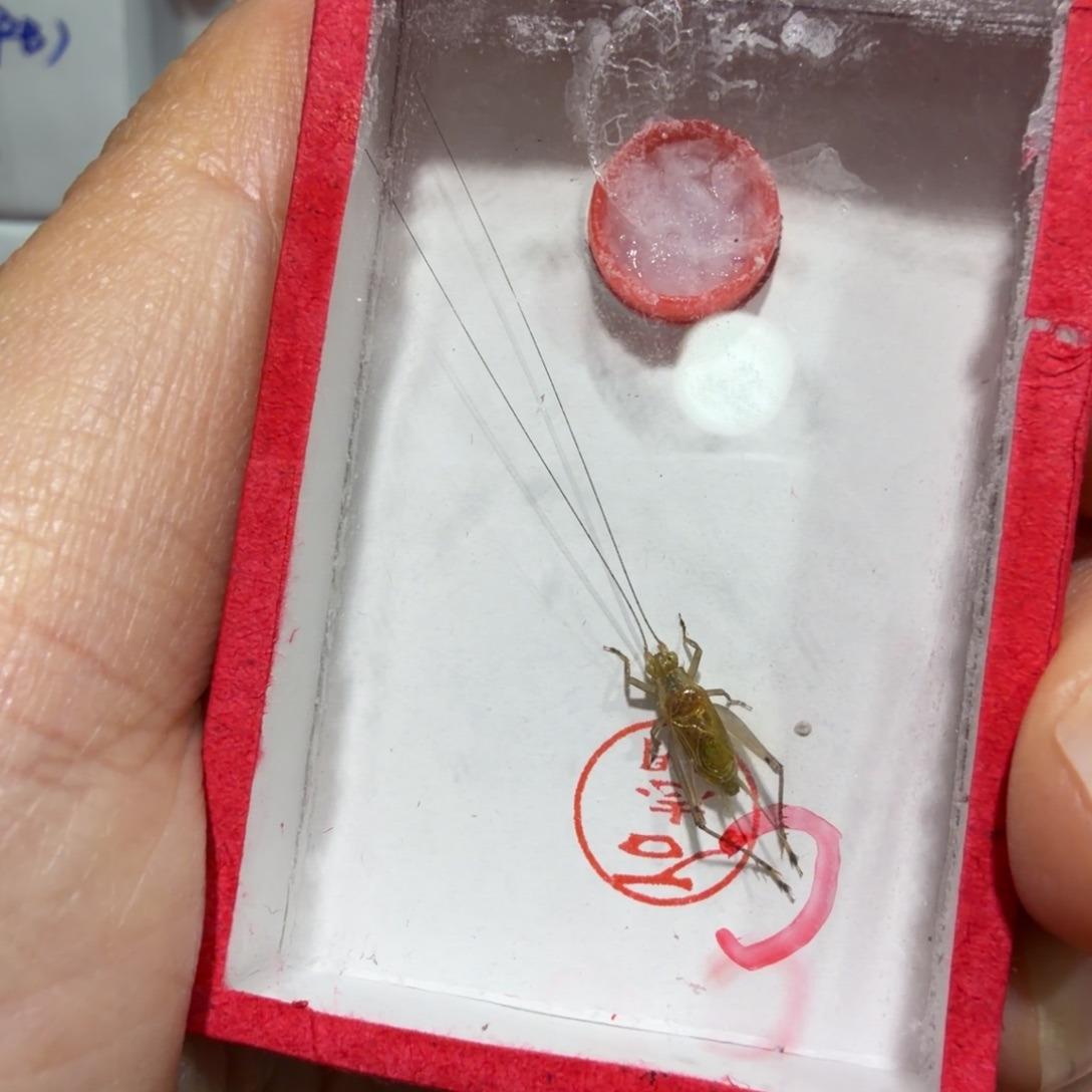 蟋蟀石老师沪C一条