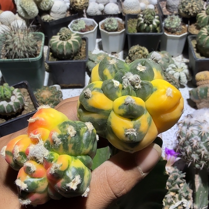 老***了两个鸾凤玉锦仙人球