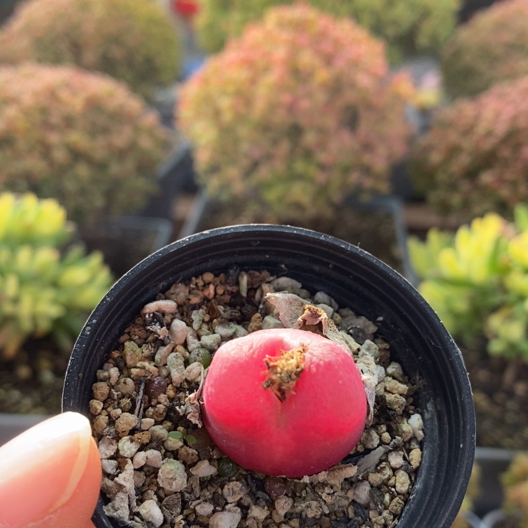 毛汗尼2807枝干番杏