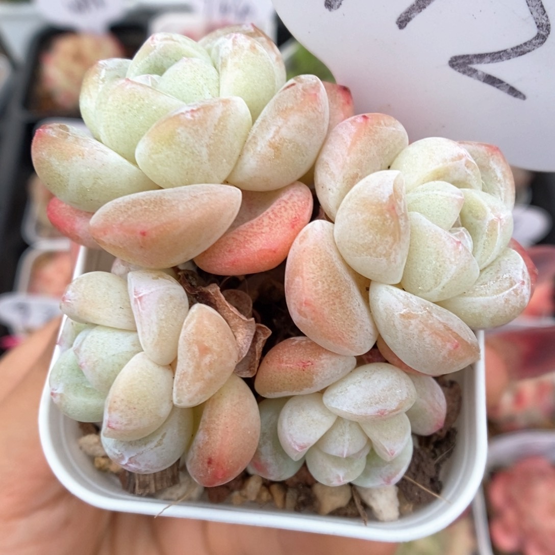 白底冰玉群生可拍712号