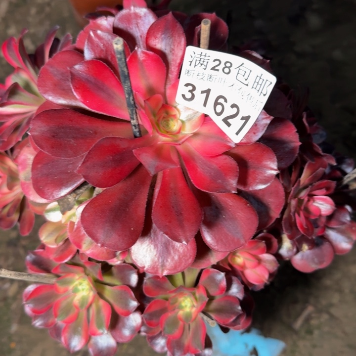 31621美杜莎多肉植物