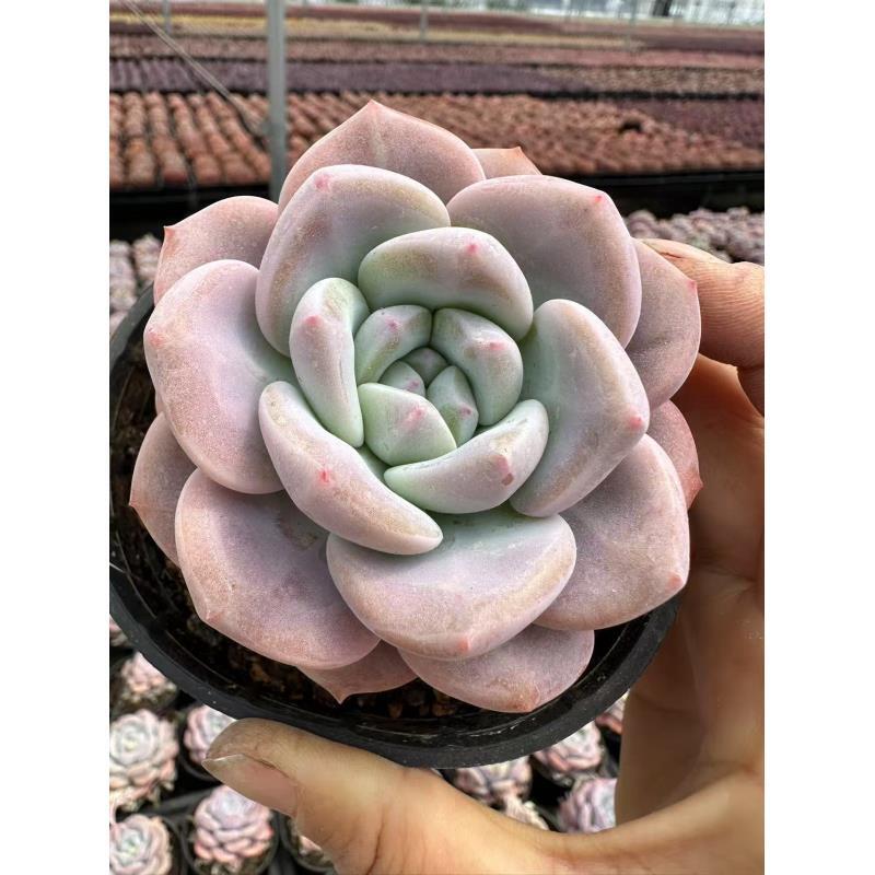 8#雪橙优秀版   多肉植物  前男友精品多肉 sm346