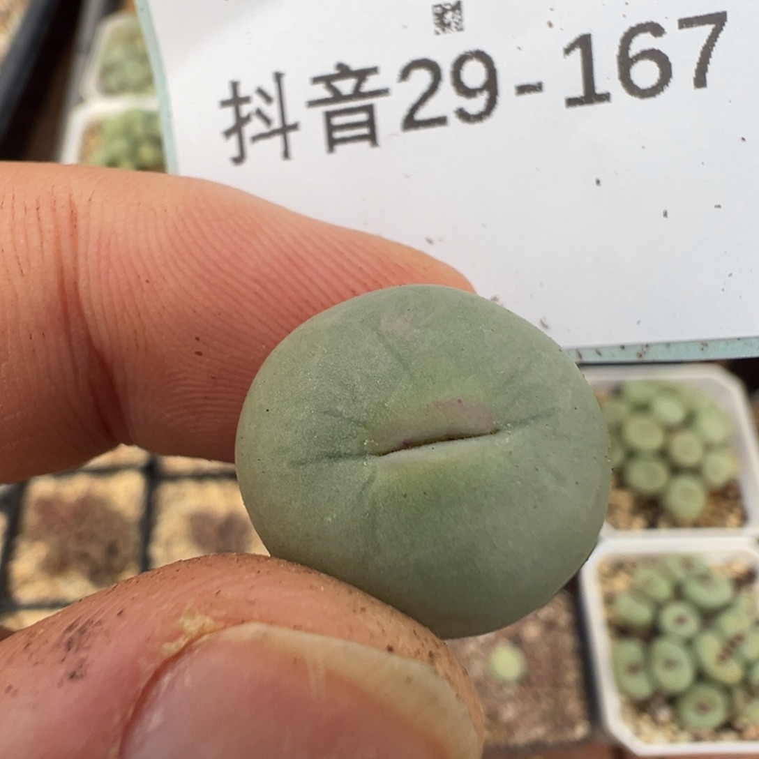 小****29-167肉锥多肉植物