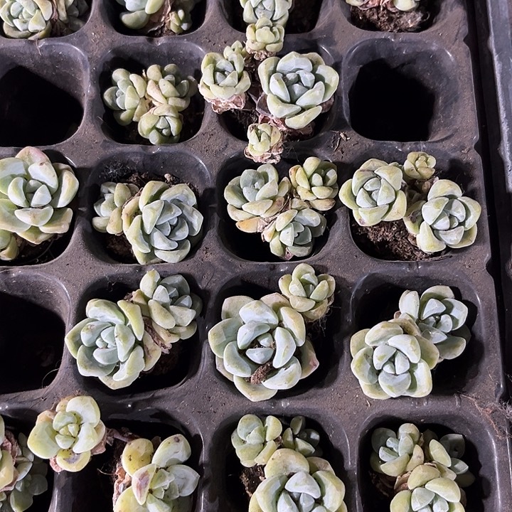 小冰玉群一元两颗