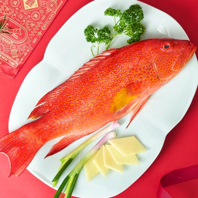 福建东山岛海捕东星斑石斑鱼鲜活速冻顺丰包鲜到家