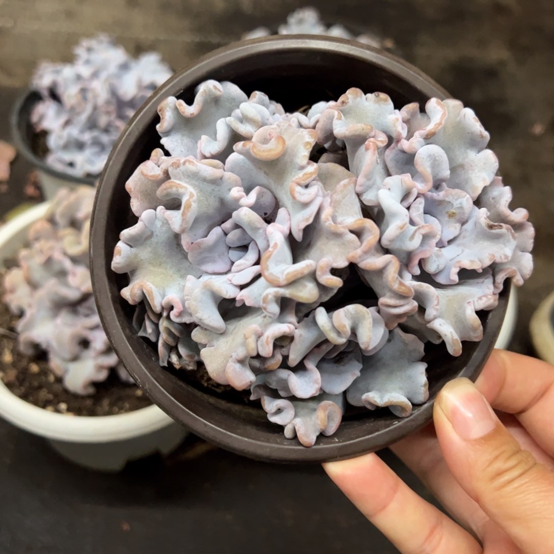 芭蕾舞者双头起发