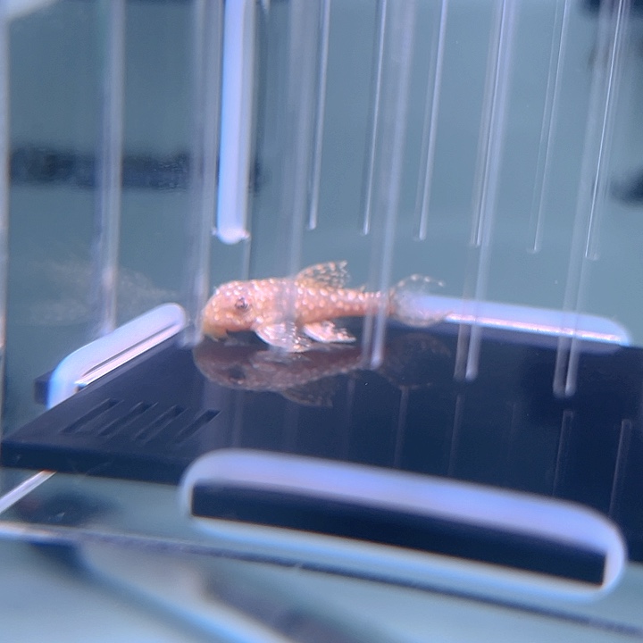 薯****清道夫鱼2-028瑕疵白金薄荷一条