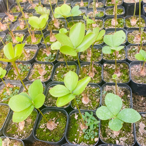 墨西哥铁树（小苗）幸运四叶草植物（两棵）