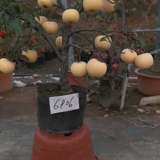 无花朵小高杆精品苹果盆栽