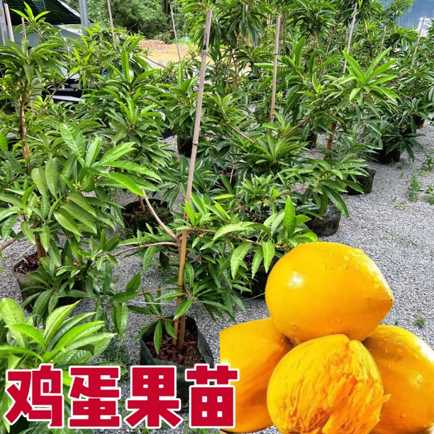 鸡蛋果(蛋黄果)高压苗高产早生品种带土带叶发货盆栽地栽庭院种植