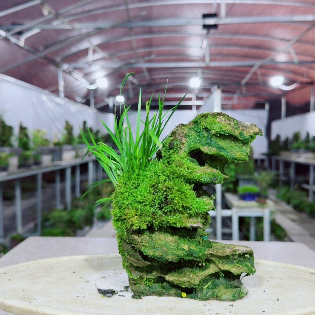 无花朵菖蒲不含盆