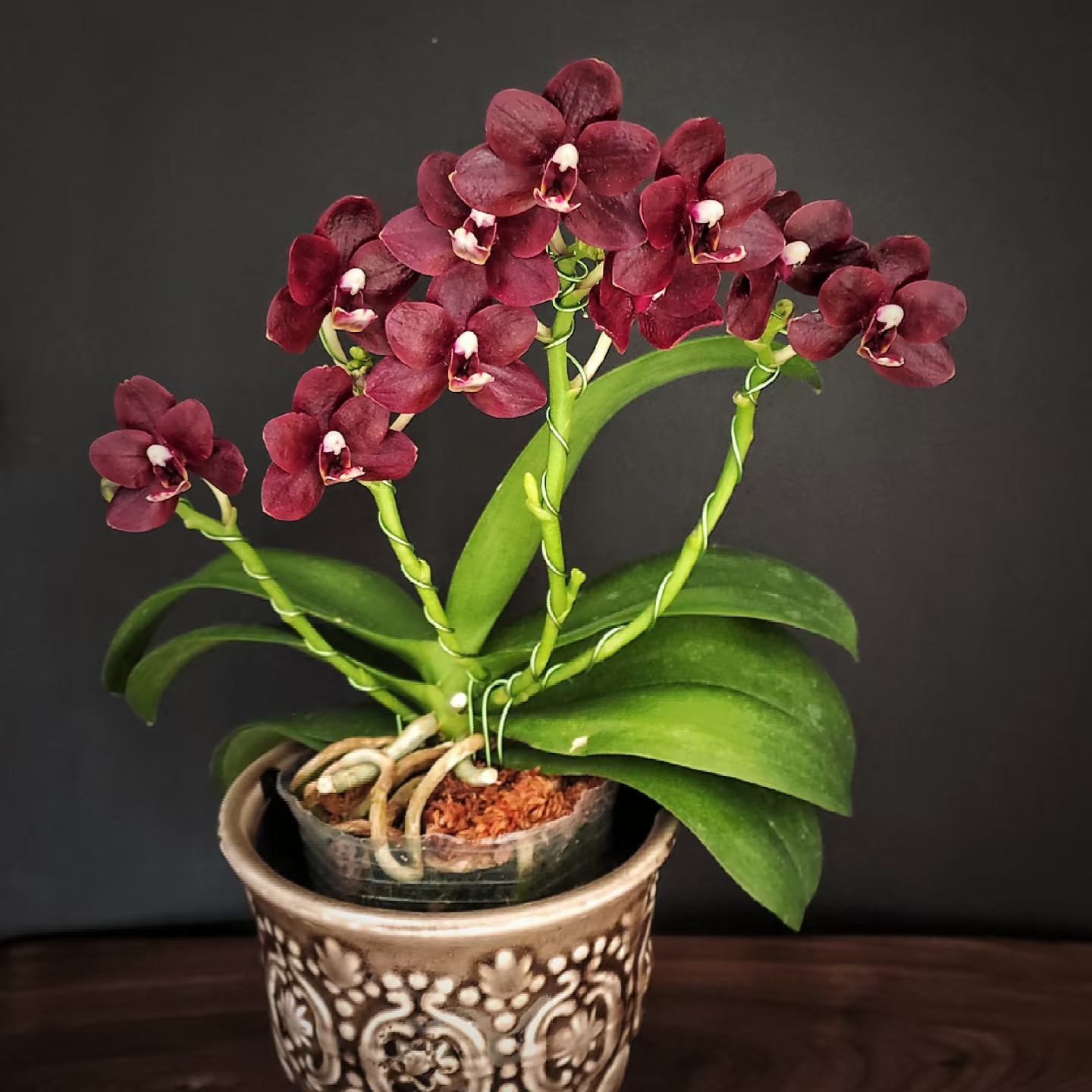 【夏日黑莓】台湾巧克力  懂货的拍 升杯不久3.0寸加高杯