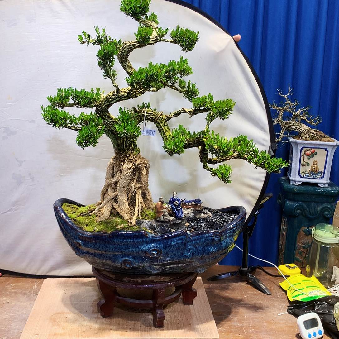 黄杨盆景一物一拍牙*