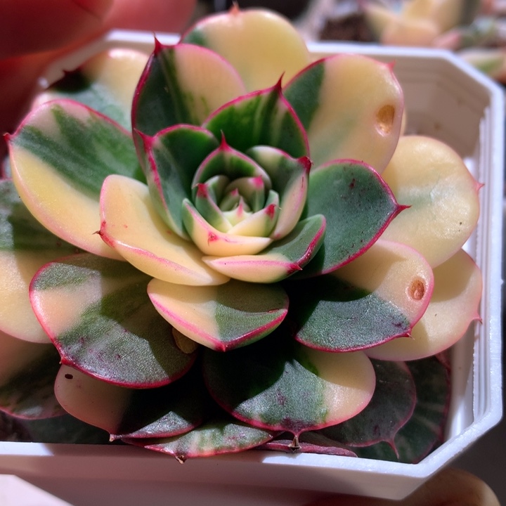 圣路易斯拉丝锦有根