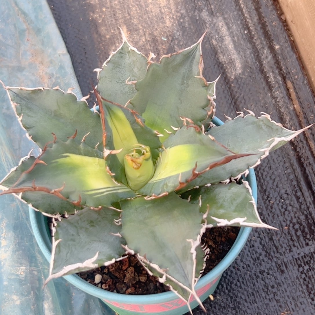 蓝霸王黄中斑龙舌兰