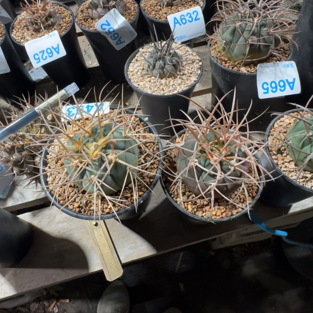 *****光林 摩天龙 实生仙人球