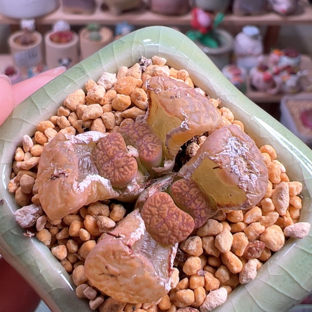 多肉植物126号勋章