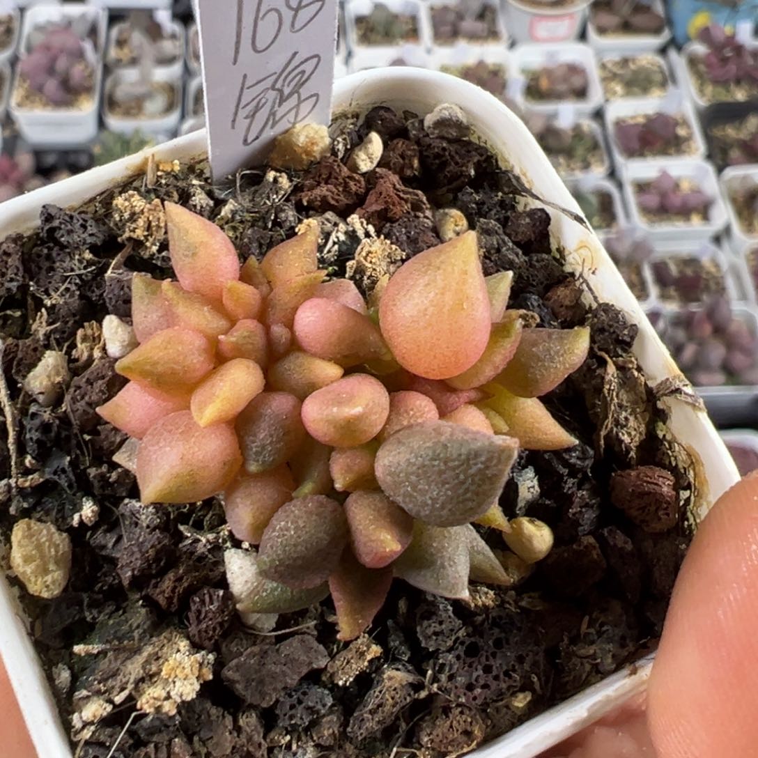 小辣椒锦多肉植物水泡