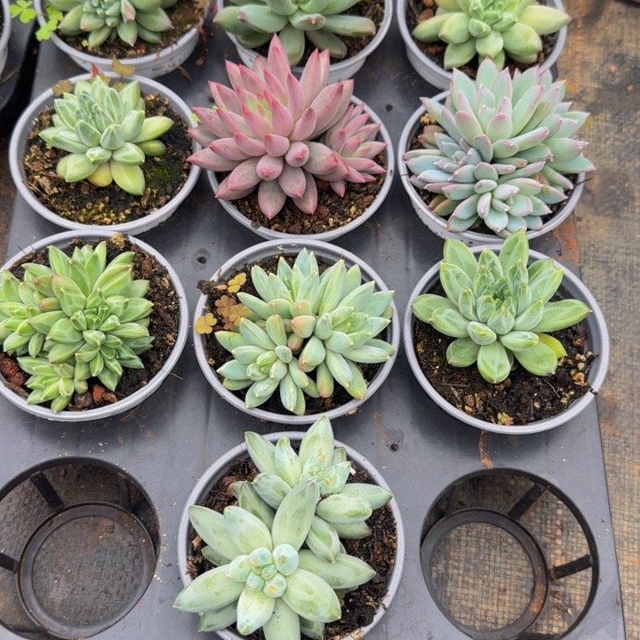 354多肉植物一物一拍