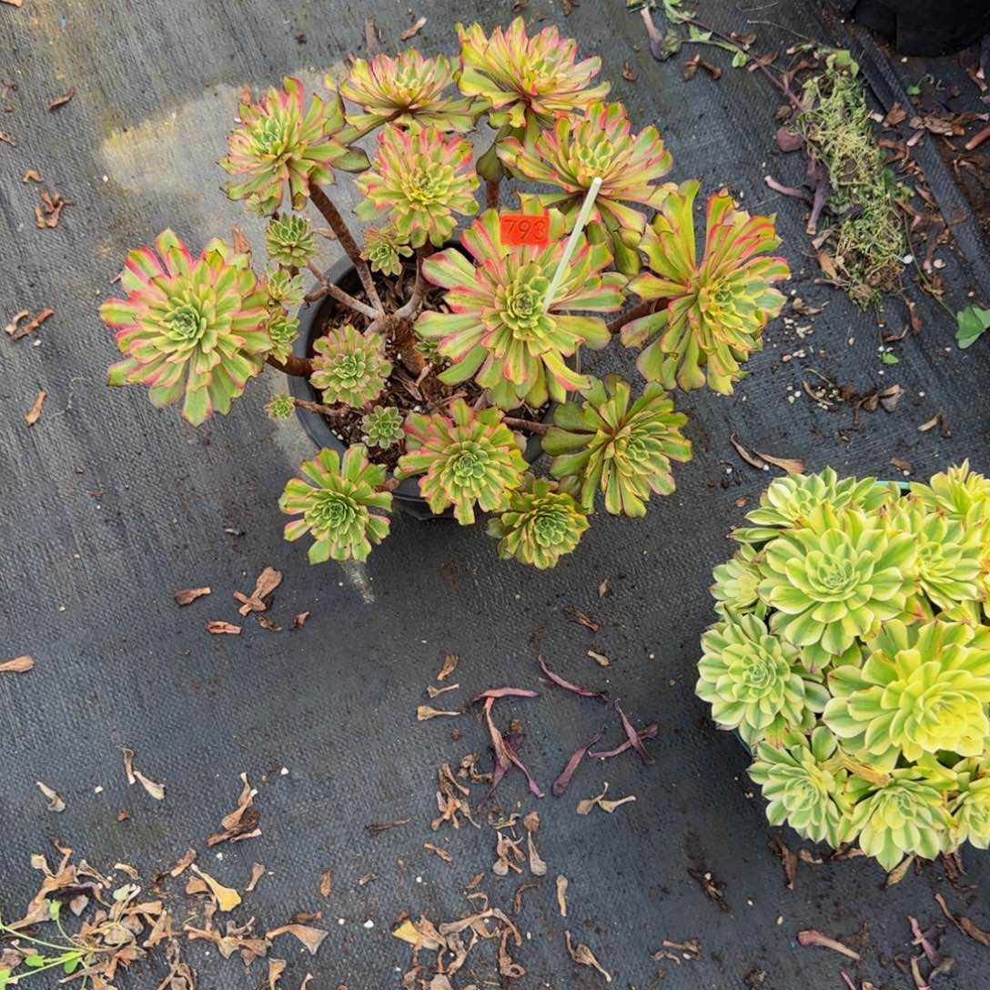 沁***源793多肉法师锦1111