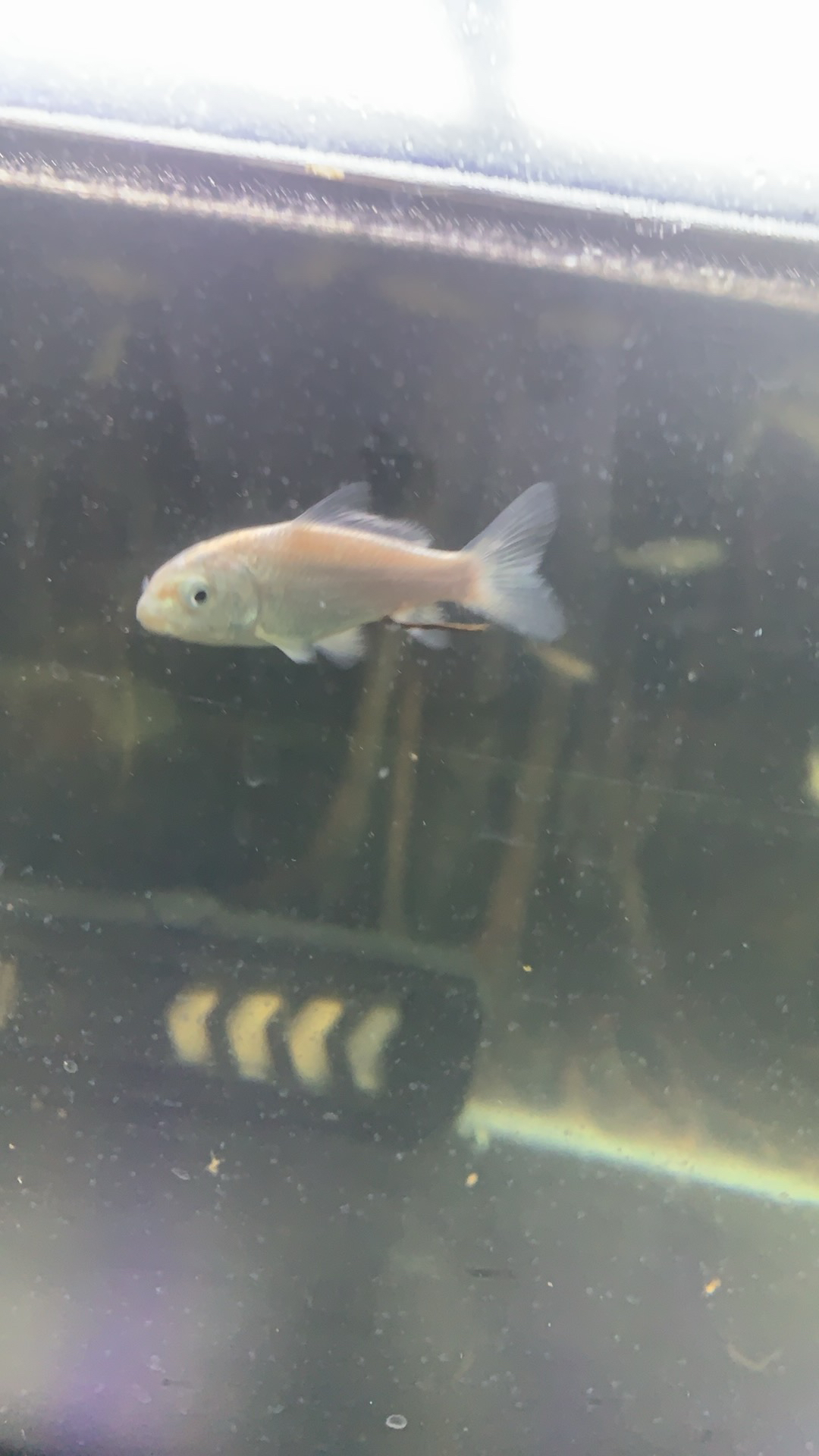 鱼苗补运费专属链接