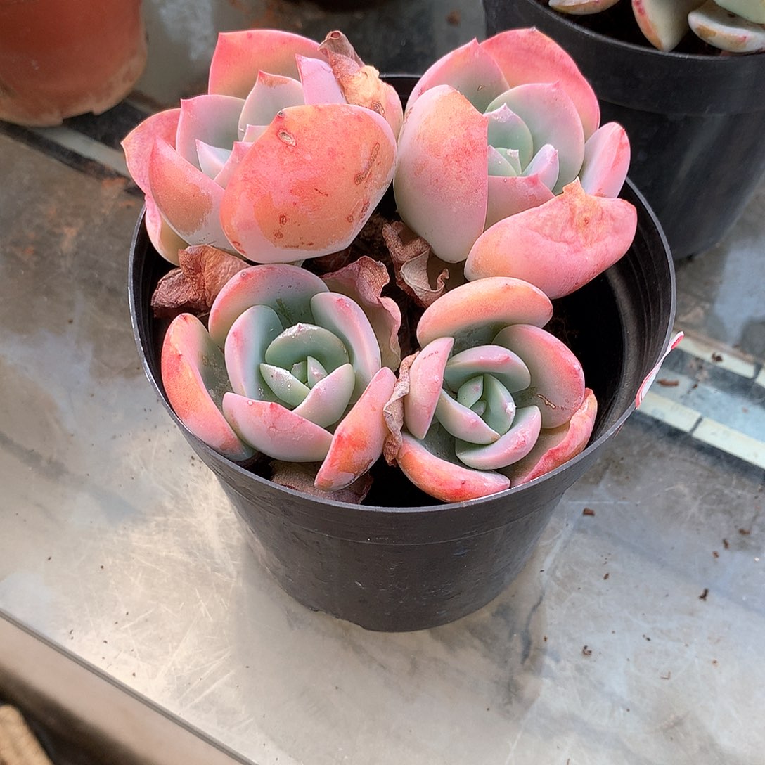 白凤多肉植物一颗