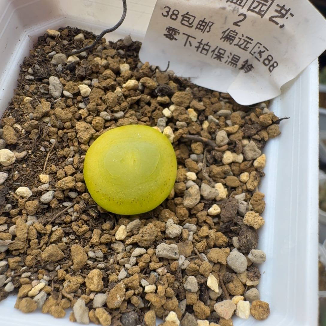 2号拉登1.9cm福利多肉。     