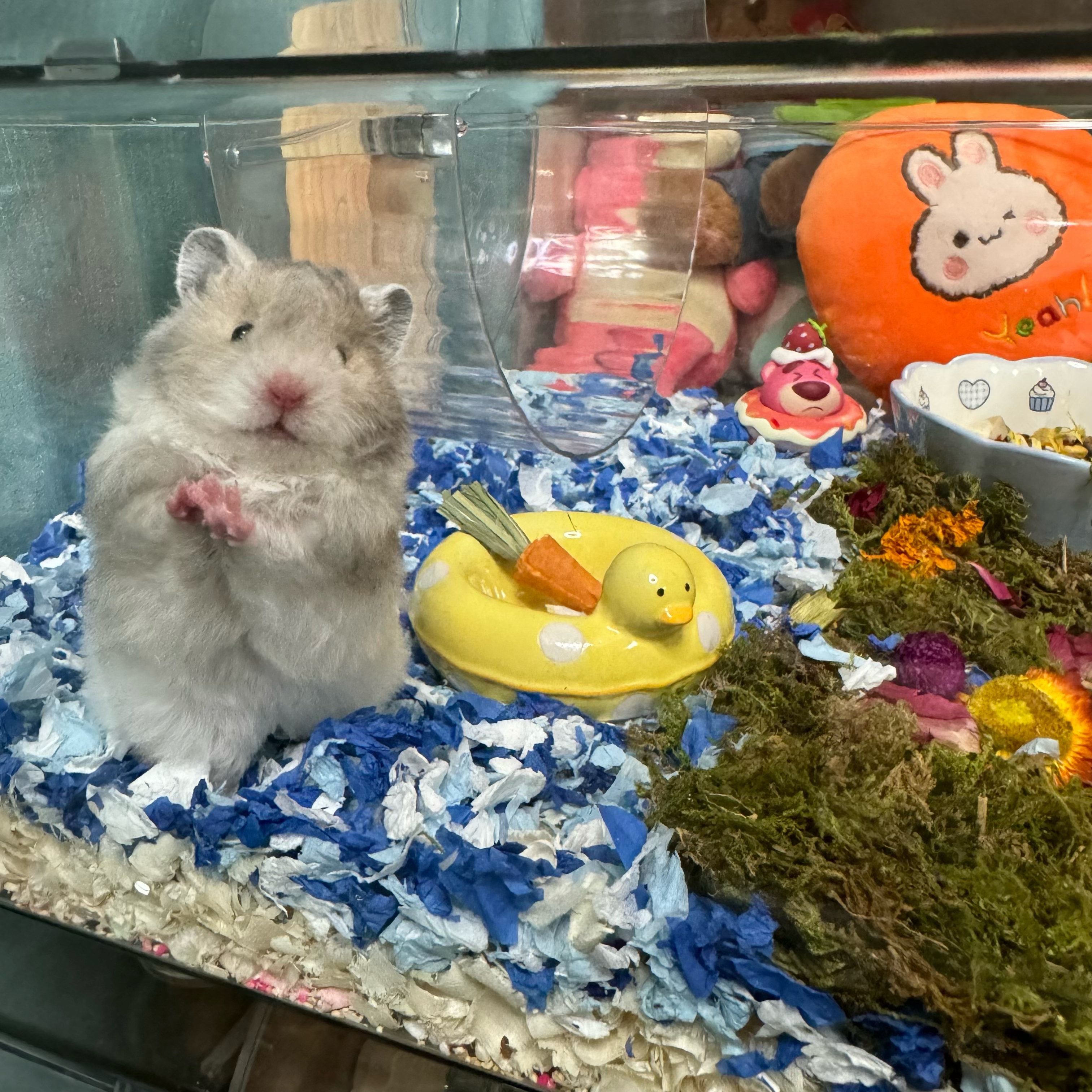 家养金丝熊长毛短毛波利眼线肉桂仓鼠预售15天