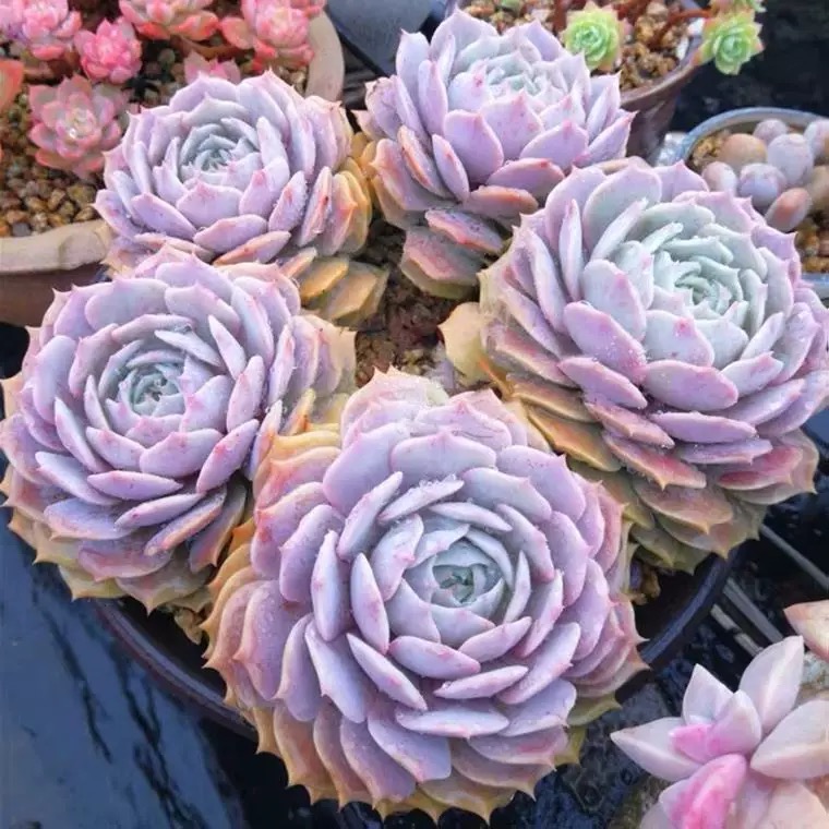 露娜莲多肉植物 老桩紫色系莲花座植物