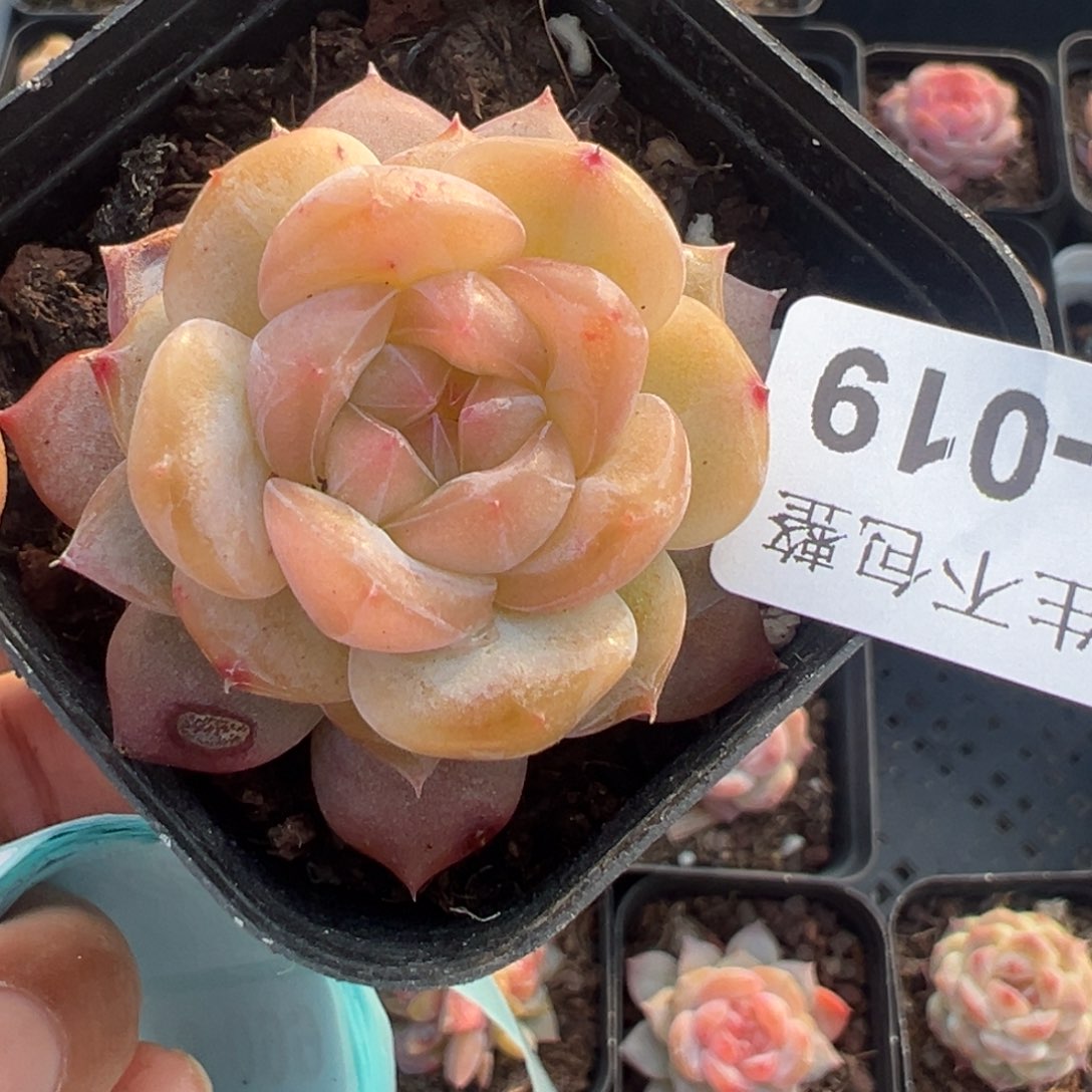 小卡拉米糖心一物一拍15-19