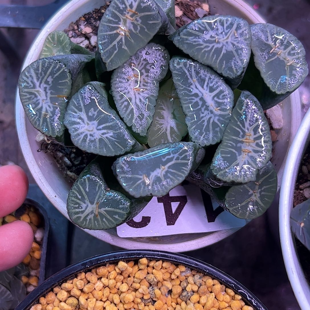 大窗雪国母本十二卷多肉植物