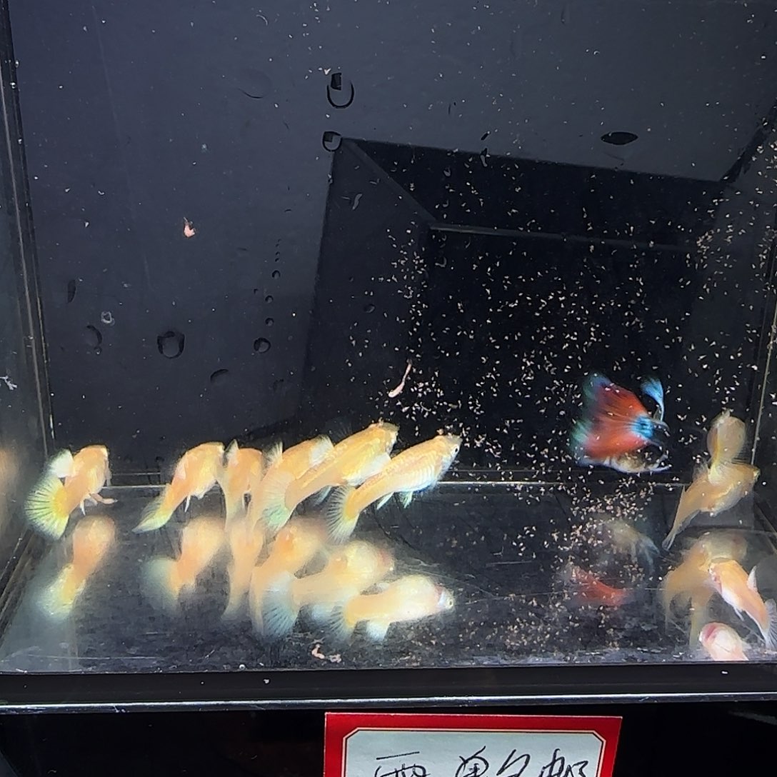 孔雀鱼满鳞黄金清港