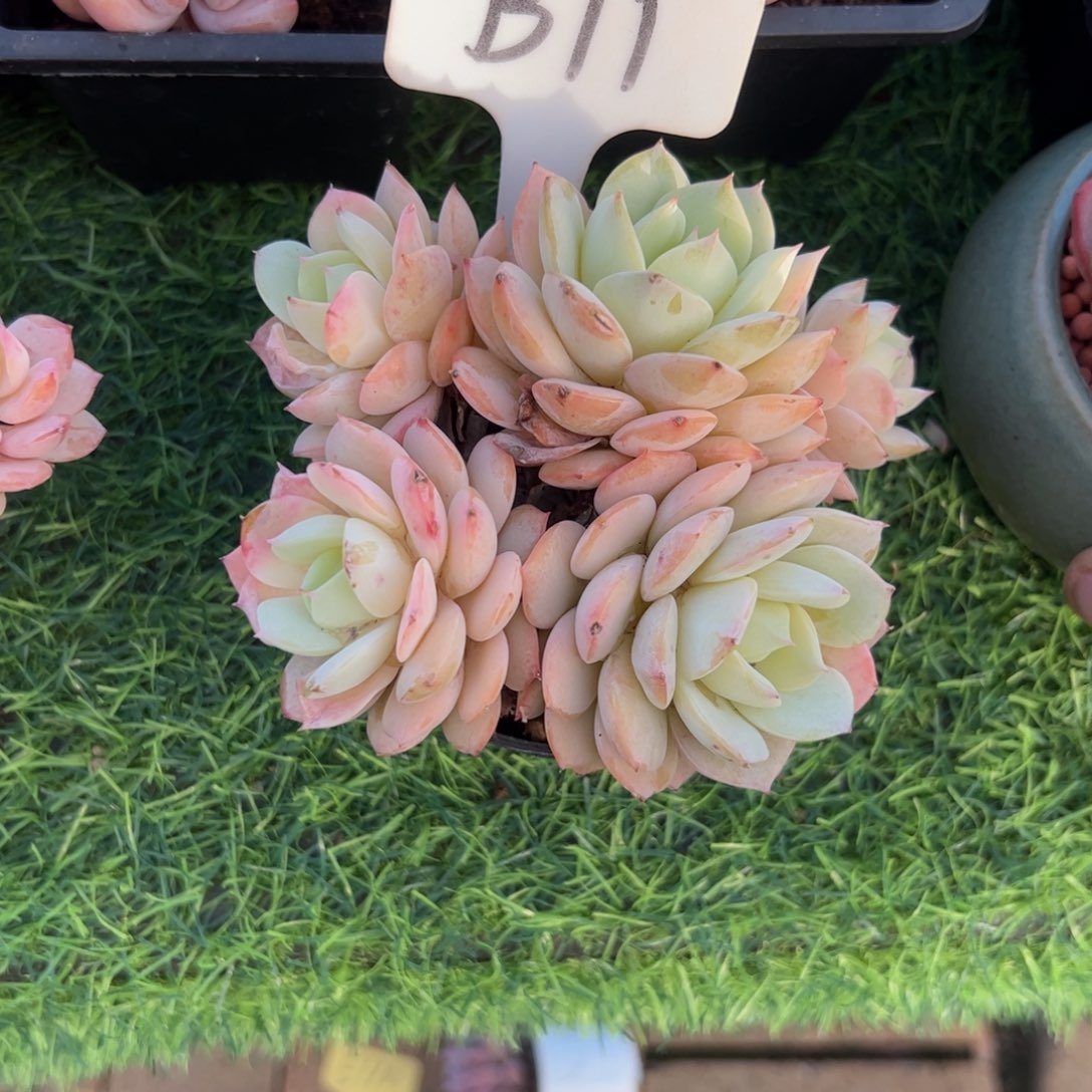 恋曲多肉植物保护研究所