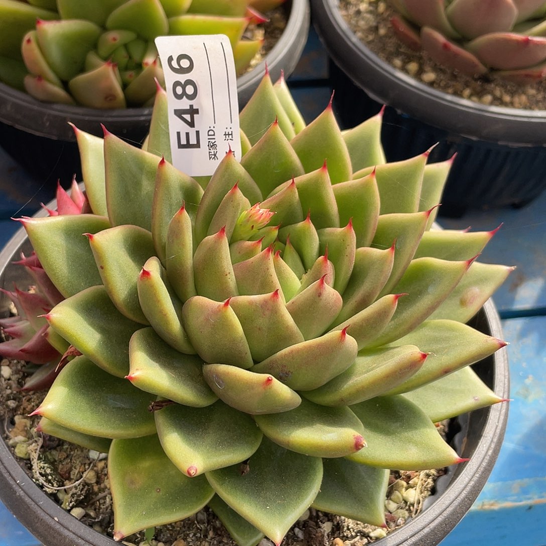 若如东云单拍E486