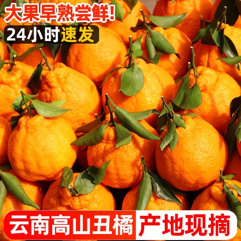 正宗四川不知火丑橘新鲜水果当季耙耙柑丑八怪柑橘高山丑橘鲜甜