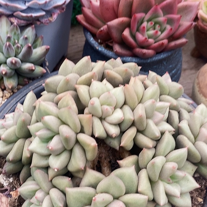 静**澜黄金像牙整无砍多肉