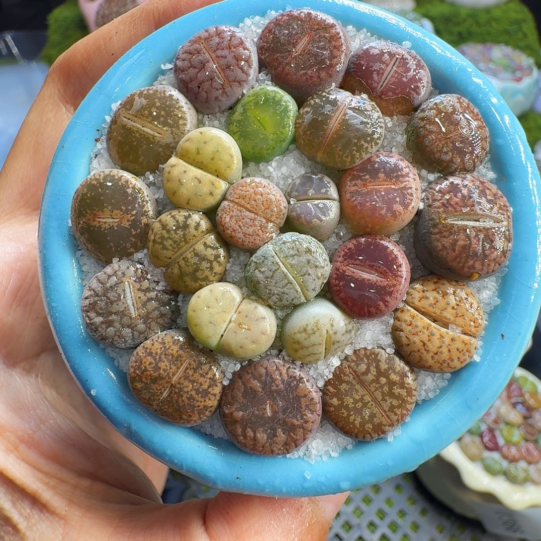 多肉植物福利冲1367