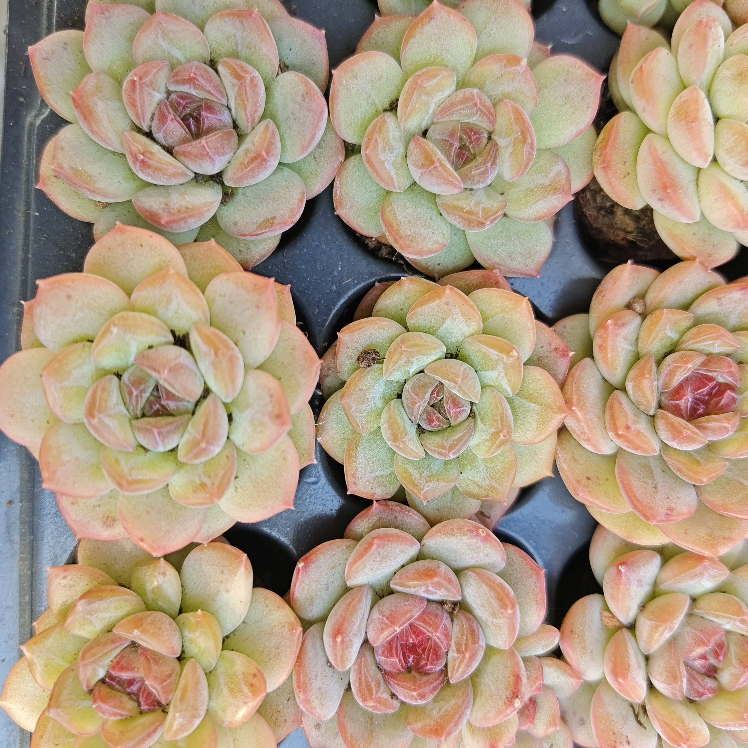 琴心穴盘五颗多肉植物