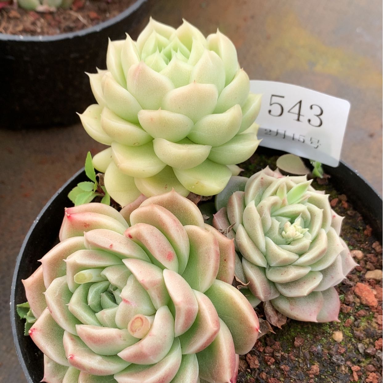 【闪购商品】云543