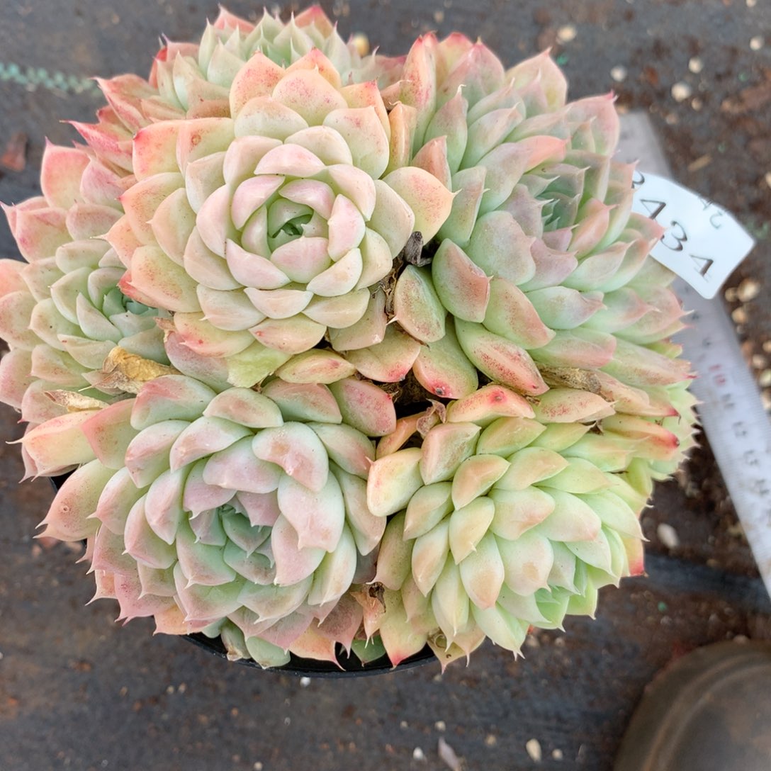 8434杂交多肉老桩