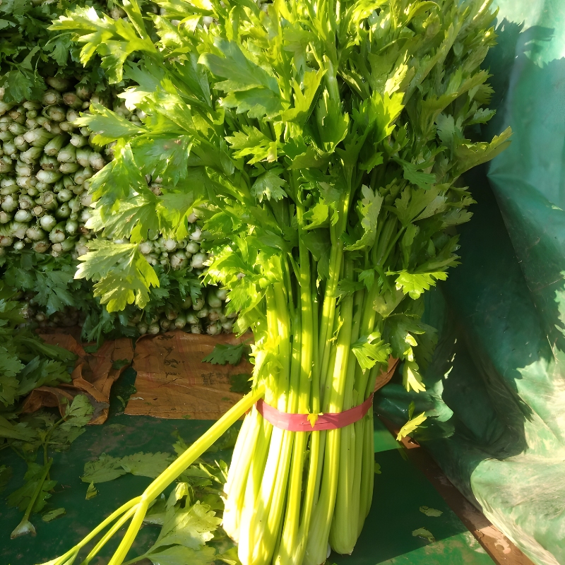 【寿光西芹苗】小香芹菜根芹红白秧苗南北方阳台盆栽种蔬菜种籽苗