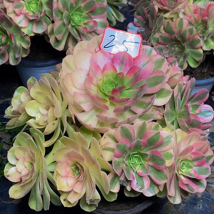 魚***語雨荷老桩捧花法师